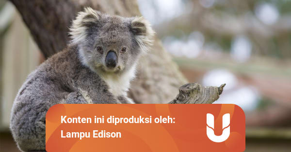 Hewan Yang Memiliki Sidik Jari Layaknya Manusia